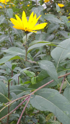 20170927_090425.jpg