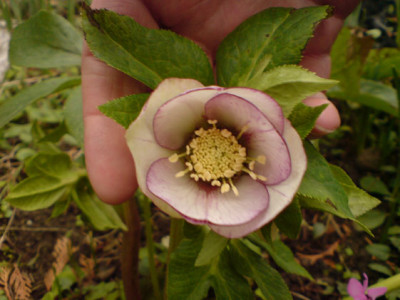 helleboren2007c.JPG