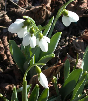 DSCN1254_Schneegloeckchen_3_.jpg