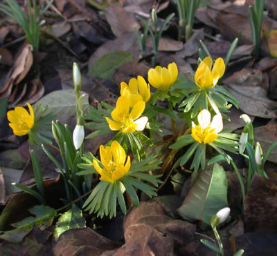 DSCN1333_Winterlinge_und_Schneegloeckchen_.jpg