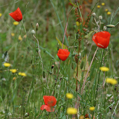 wiese_mohn_6145.jpg