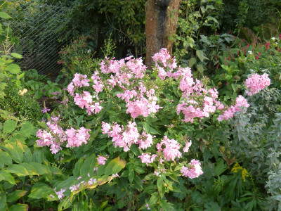 2017-09-27 Phlox 'Bornimer Nachsommer'.jpg