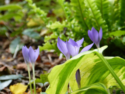 2017-09-27 Crocus banaticus 2.jpg