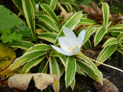 2017-09-27 Crocus speciosus 'Albus' - Carex ciliatomarginata Shima nishiki.jpg