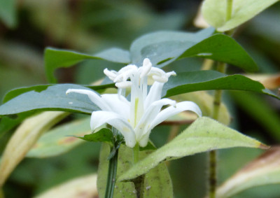 2017-09-27 Tricyrtis hirta 'Alba'.jpg