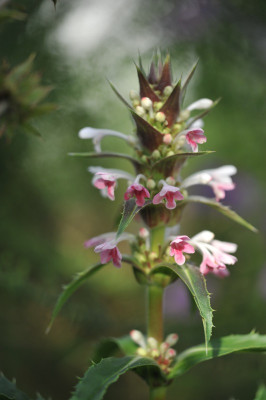 Morina longifolia.jpg