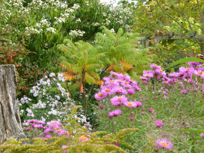 2017-09-27 Aster n.-a.jpg