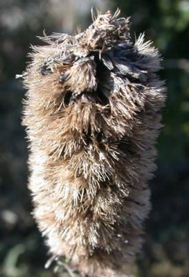 DSCN1243_Lyatris_.jpg