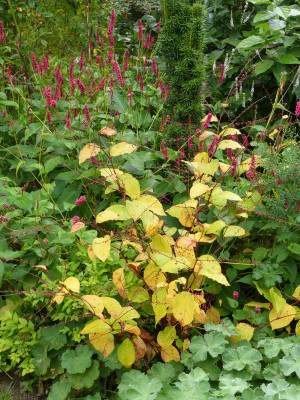 2017-09-28 Persicaria filiformis.jpg