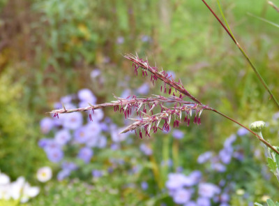 2017-09-28 Andropogon gerardii 'Weinheim Burgundy'.jpg