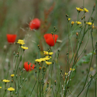 wiese_mohn_qu_6148.jpg