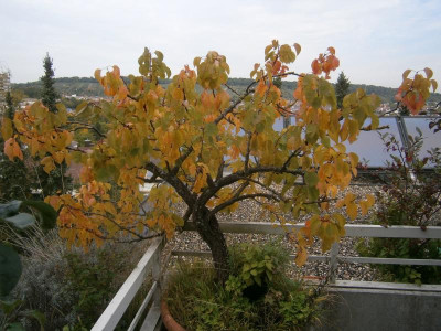 Herbst Aprikosenbaum 17 002.JPG