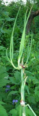 Allium_...Etagenzwiebel.jpg