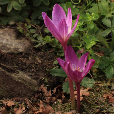 GidW - C speciosum ATRORUBENS.jpg
