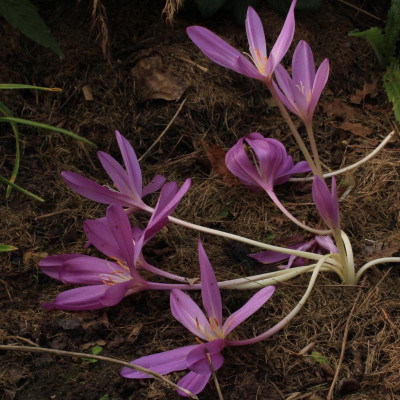 GidW - LILAC WONDER.jpg