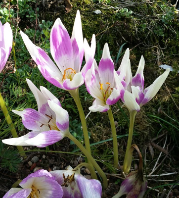 20160922_152210_eColchicum 'Harlekin'.jpg
