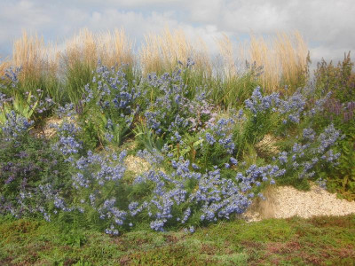 salvia azurea grandiflora yin und yang kreisel sept 17 (10).JPG