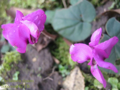 Cyclamen_coum_41121.jpg