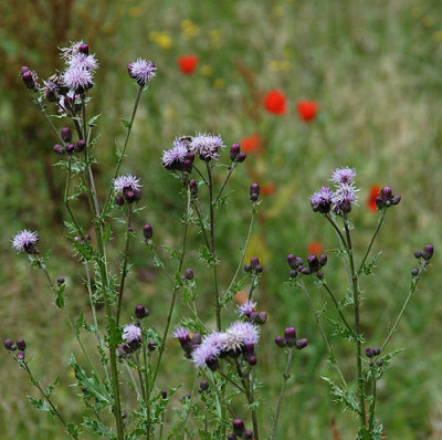 wiese_mohn_qu_6152.jpg
