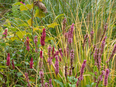 2017-09-28 Persicaria.jpg