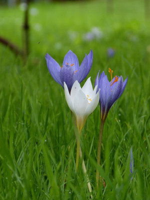 2017-09-28 Crocus speciosus.jpg