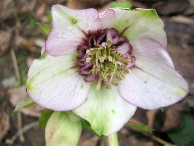 Poucke-Anemome_40991.jpg