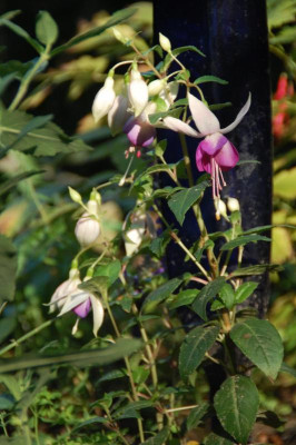 DSC_1067.JPG
