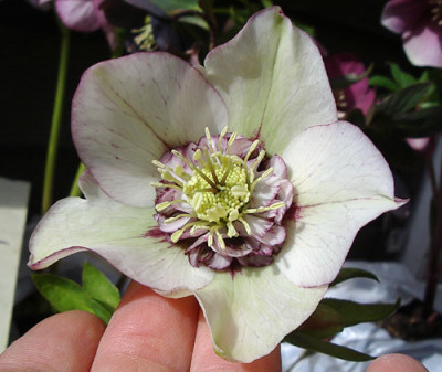 Poucke-Anemone7835-HGud2.jpg