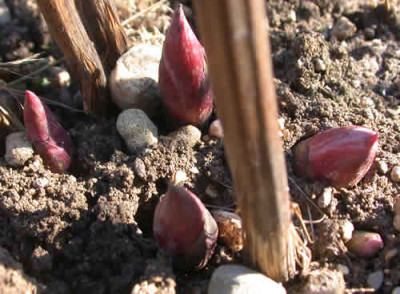 DSCN1232_Pfingstrosenaustrieb_.jpg