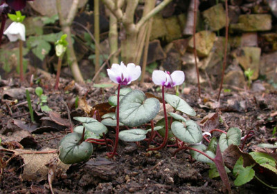Cyclamen_coum_wei.jpg