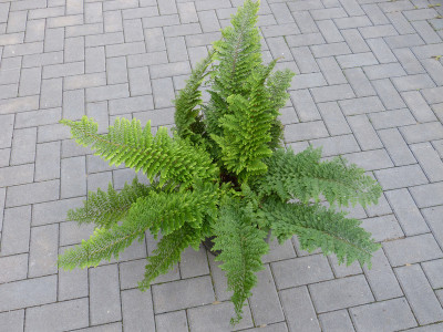 2017-09-27 Polystichum setiferum 'Weihenstephan'.jpg