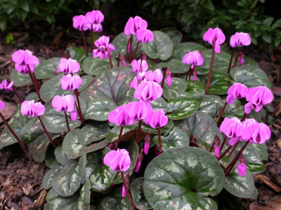 Cyclamen_coum_4.jpg