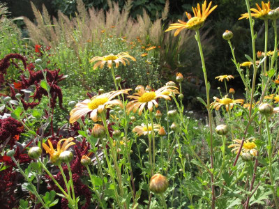 Chrysanthemum 'Mary Stoker' 20170929_02.JPG
