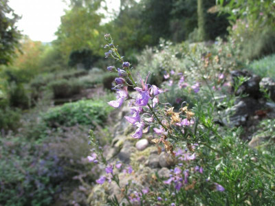 Teucrium orientale 20170928_03.JPG