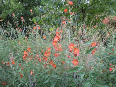 Sphaeralcea munroana 2017092_01.JPG