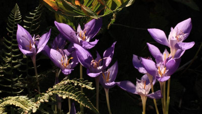 GidW - Crocus banaticus.jpg