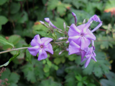 P amplifolia Pöppel 2.JPG