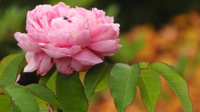 DSCN0863.JPG
