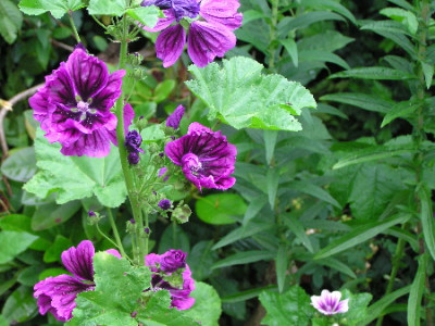 Malva-sylv-1.jpg