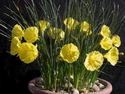 Narcissus_romieuxii_Atlas-Gold_2007-02-05.JPG