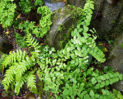 Adiantum x traceyi ...  30.9.17 006.jpg