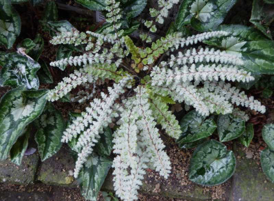 Cheilanthes yatskievychiana  ...   30.9.17 002.jpg