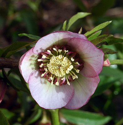 anemoneselbst7592.jpg