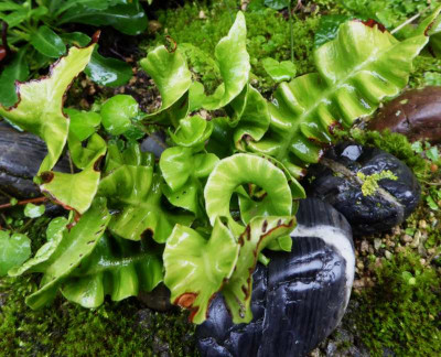 Asplenium scol. Spirale  ...  30.9.17 041.jpg