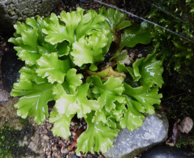 Asplenium scol. Kleiner Wuschel ...  30.9.17 032.jpg