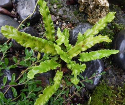 Asplenium scol. Rolfs Kleine ...   30.9.17 031.jpg