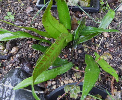 Deparia lancea  ...  30.9.17 013.jpg