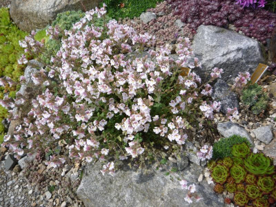 UNBEKANNT_26.05.2017.JPG
