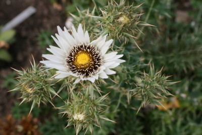 Berkeya cirsifolia.JPG