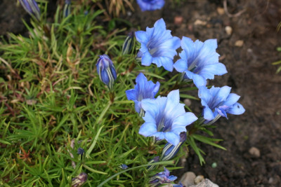 Gentiana sinoornata.JPG
